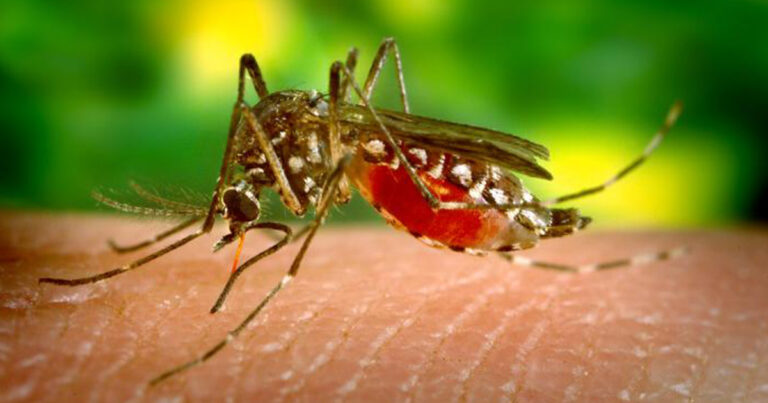 Yobe’s fight against malaria hampered by weak referrals, drug shortages —ACOMIN