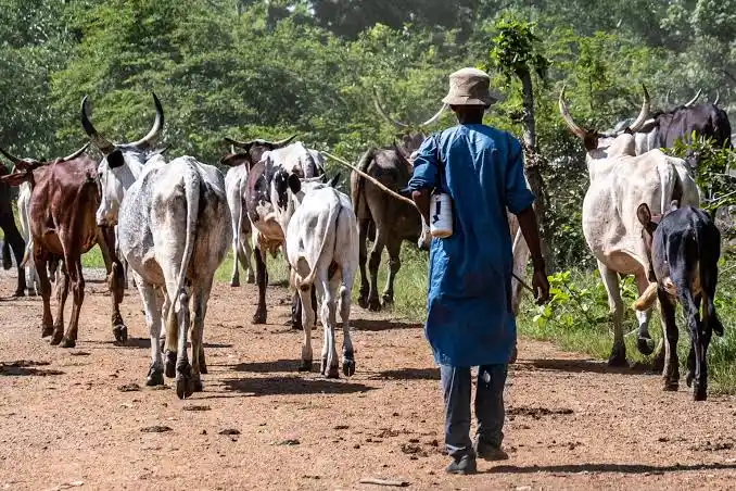 Seven killed in Bauchi farmers-herders clash 