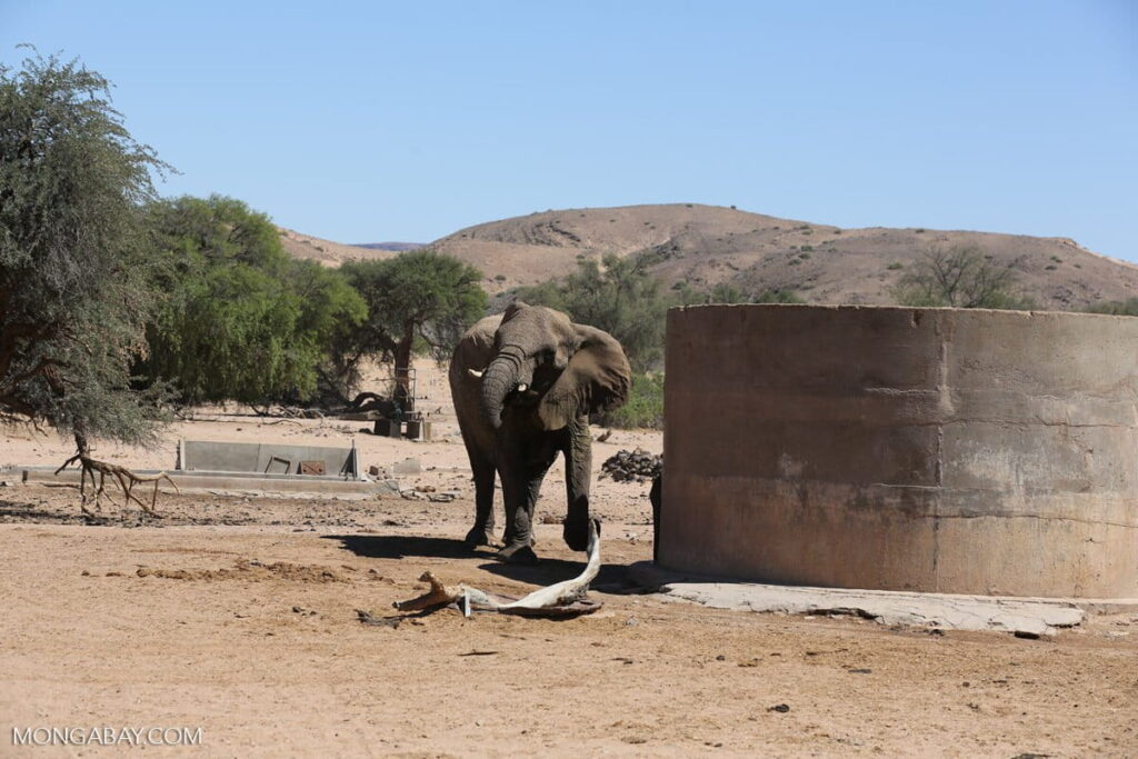 Wildlife Crime Fuels Insecurity, Money Laundering, Experts Warn