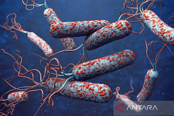 Cholera: High-risk Borno communities seek more support to prevent future outbreaks