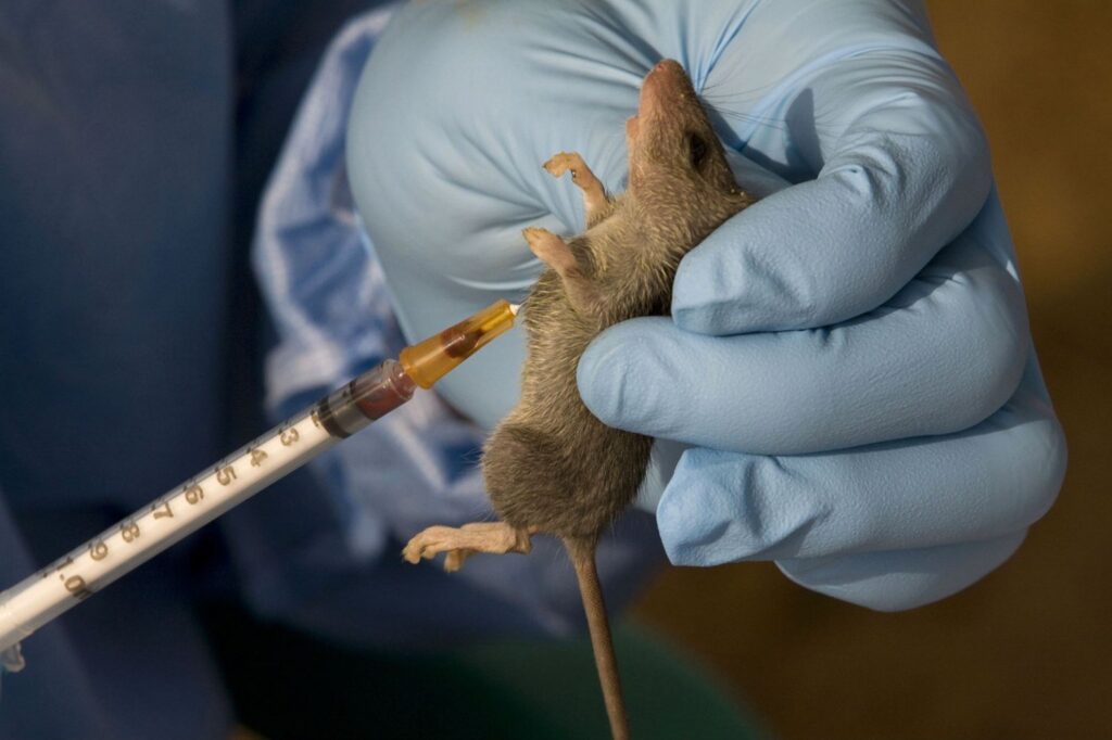 IHVN, ATBUTH begin research on Lassa Fever survivors to develop vaccine 