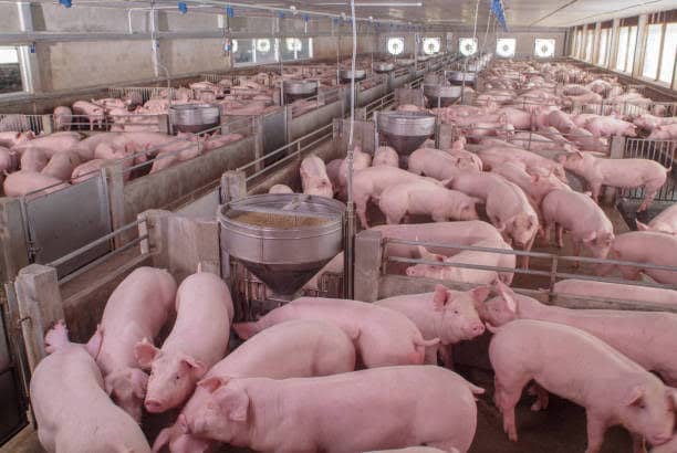 Swine fever: Experts urge pig farmers to strengthen biosecurity